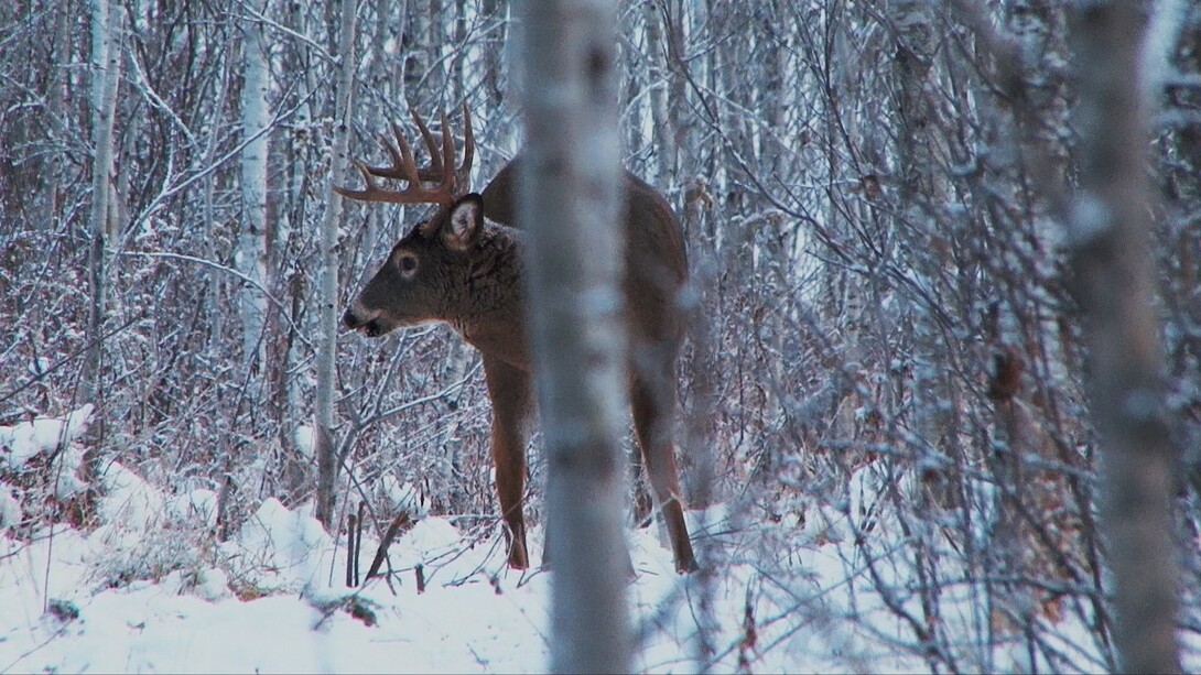 Deer Hunter　northern country　143　スノーボード Deer Hunter northern country 143 スノーボード - メルカリ